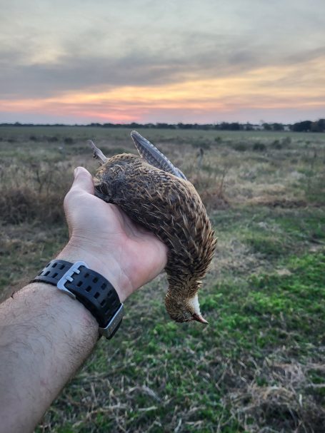 Chasse des perdrix en Argentine avec Autentic Chasse