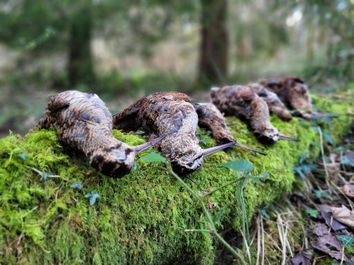 Séjours de chasse à l'étranger avec Autentic Chasse