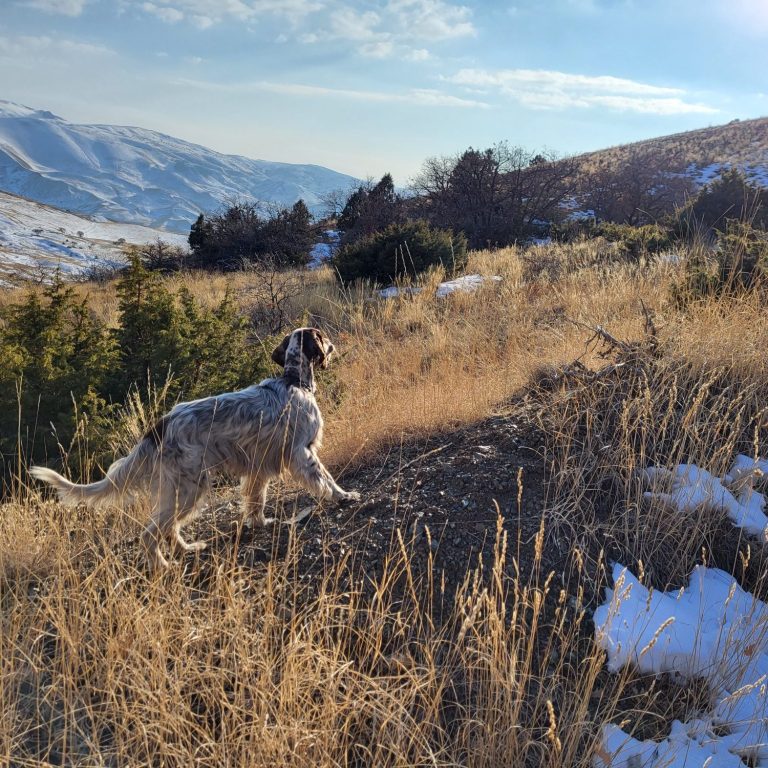 Chasse en Turquie avec Autentic Chasse