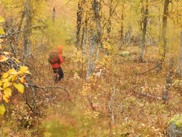 Chasse en Suède avec Autentic Chasse