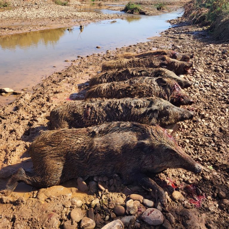 Chasse des tourterelles au Maroc avec Autentic Chasse