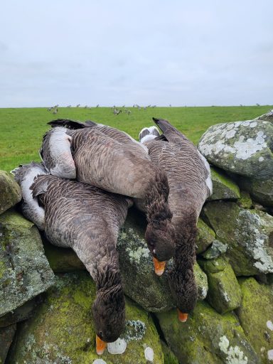 Séjours de chasse à l'étranger avec Autentic Chasse