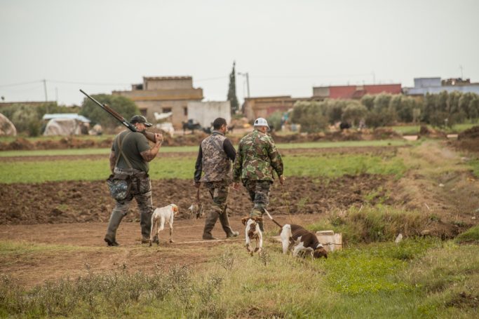 Chasse des cailles au Maroc avec Autentic Chasse