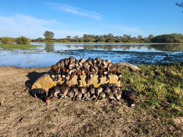 Chasse du canard en Argentine avec Autentic Chasse