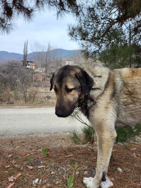 Chasse du sanglier en Turquie avec Autentic Chasse
