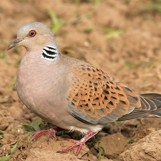 Chasse des tourterelles au Maroc avec Autentic Chasse