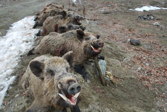 Séjours de chasse à l'étranger avec Autentic Chasse