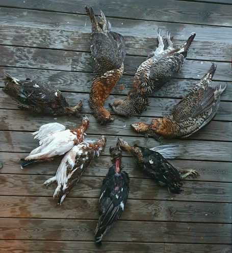 Chasse en Suède avec Autentic Chasse