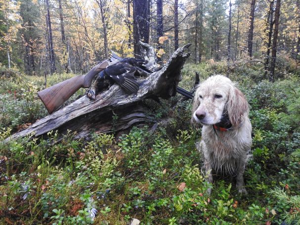 Chasse en Suède avec Autentic Chasse
