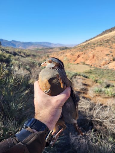 Séjours de chasse à l'étranger avec Autentic Chasse