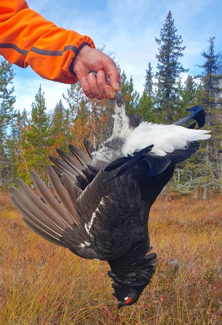 Chasse en Suède avec Autentic Chasse