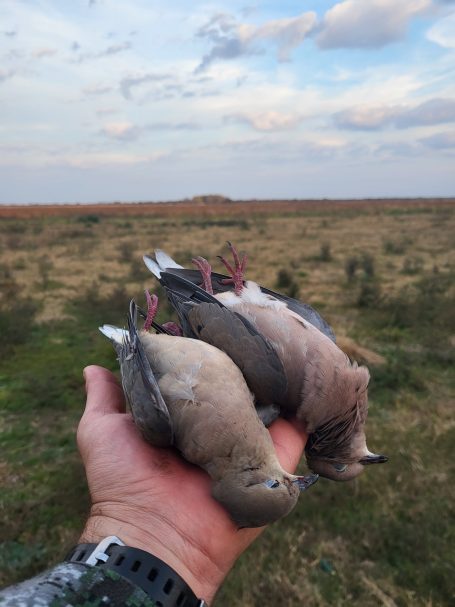 Chasse des tourterelles en Argentine avec Autentic Chasse