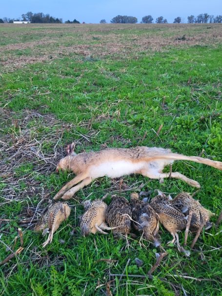 Chasse des perdrix en Argentine avec Autentic Chasse