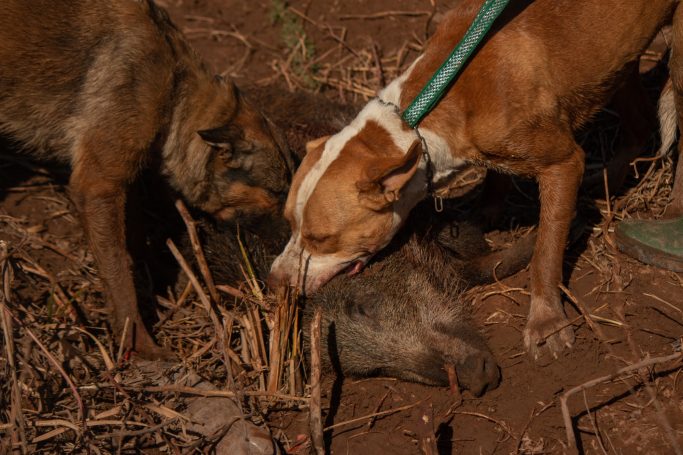 Chasse des tourterelles au Maroc avec Autentic Chasse