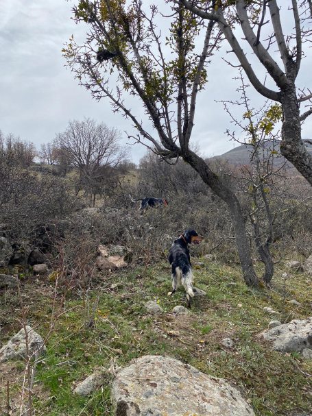 Chasse des bartavelles en Turquie avec Autentic Chasse