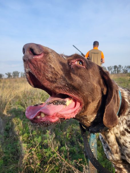 Chasse des perdrix en Argentine avec Autentic Chasse