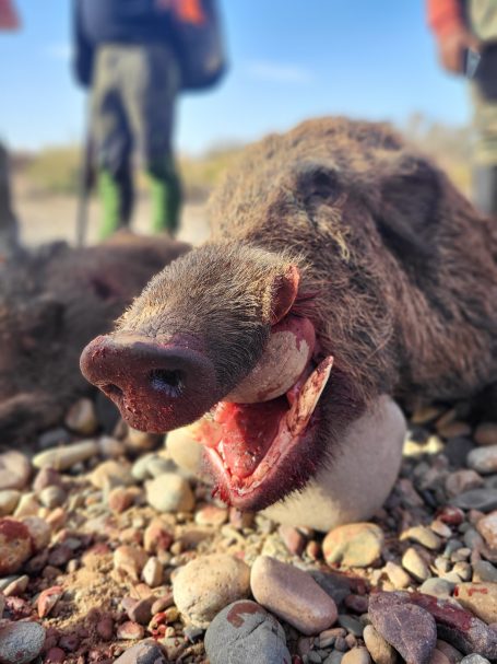 Chasse des sangliers au Maroc avec Autentic Chasse
