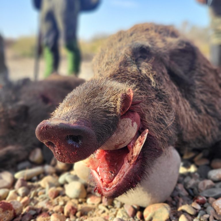 Chasse des sangliers au Maroc avec Autentic Chasse