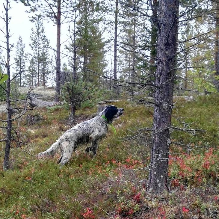 Chasse en Suède avec Autentic Chasse