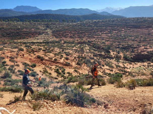 Chasse des perdrix au Maroc avec Autentic Chasse