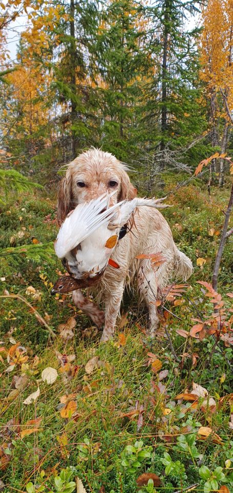 Chasse en Suède avec Autentic Chasse