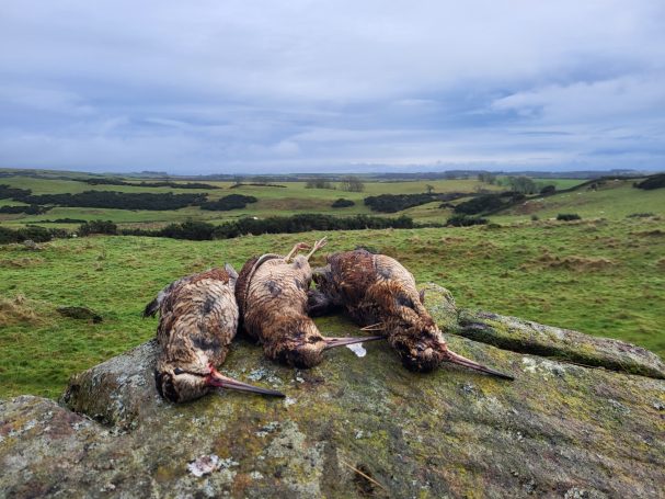 Chasse en Ecosse avec Autentic Chasse