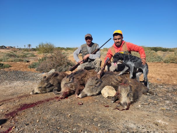 Chasse des sangliers au Maroc avec Autentic Chasse