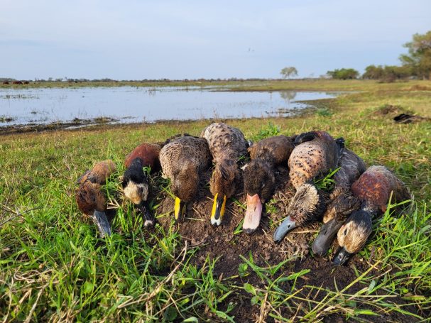 Chasse du canard en Argentine avec Autentic Chasse