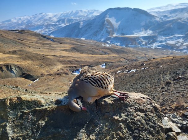 Chasse des bartavelles en Turquie avec Autentic Chasse