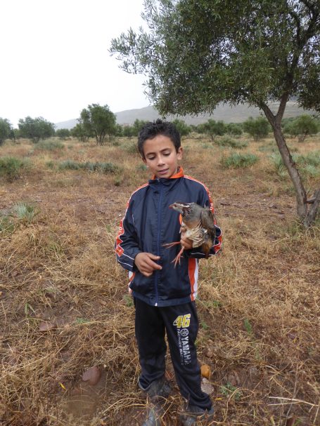 Chasse des perdrix au Maroc avec Autentic Chasse