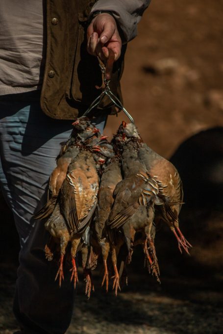 Chasse des perdrix au Maroc avec Autentic Chasse