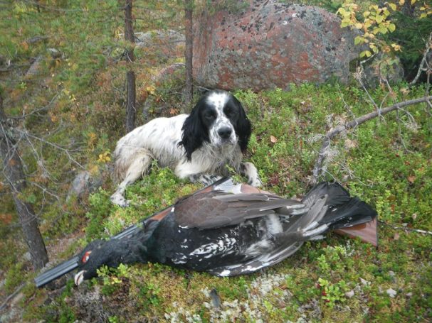 Chasse en Suède avec Autentic Chasse