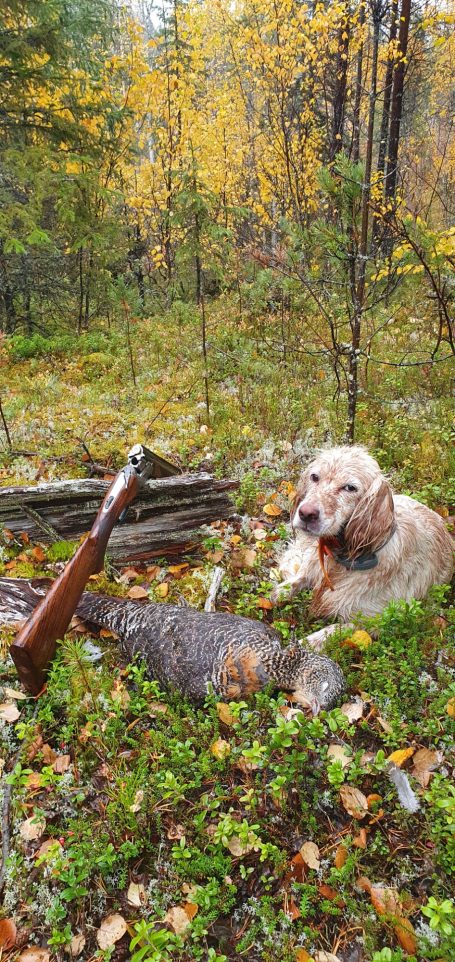 Chasse en Suède avec Autentic Chasse