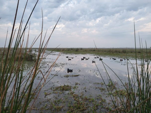 Chasse du canard en Argentine avec Autentic Chasse