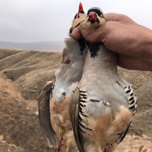 Chasse en Turquie avec Autentic Chasse
