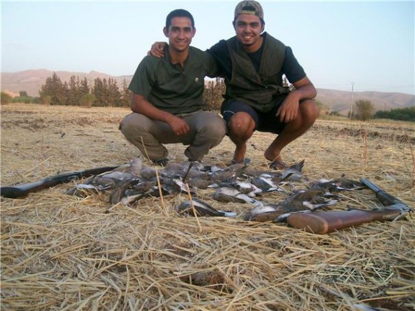 Chasse des tourterelles au Maroc avec Autentic Chasse