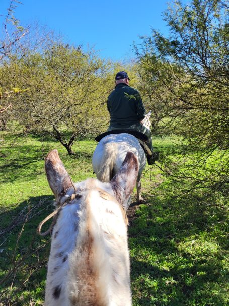 Chasse des perdrix en Argentine avec Autentic Chasse