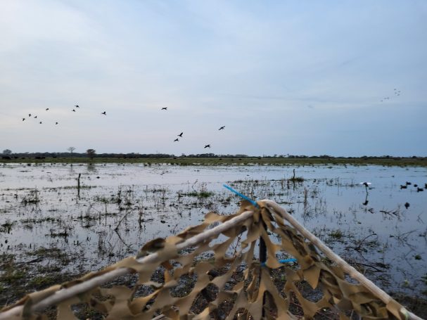Chasse du canard en Argentine avec Autentic Chasse
