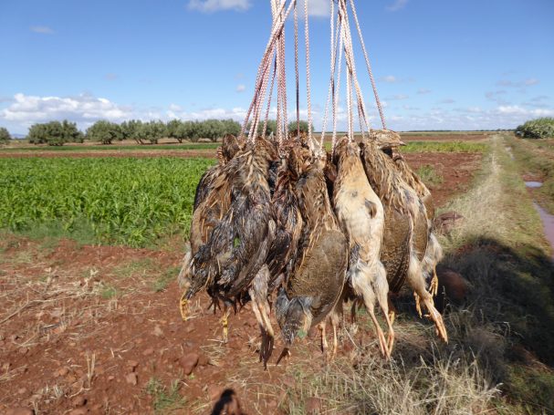 Chasse des cailles au Maroc avec Autentic Chasse
