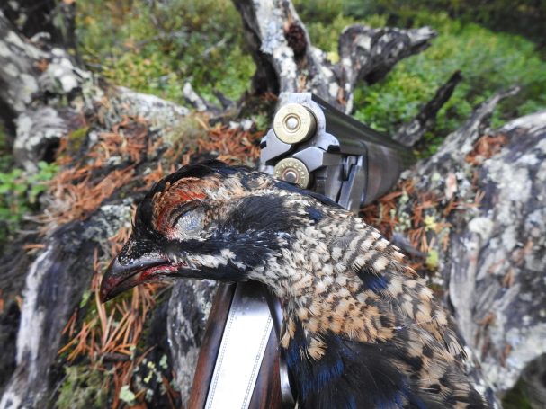 Chasse en Suède avec Autentic Chasse