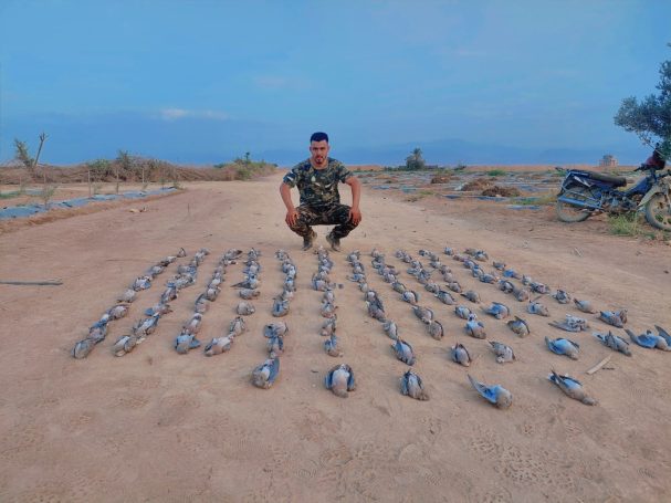 Chasse des tourterelles au Maroc avec Autentic Chasse